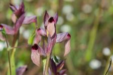 Photo Srapias langue (Srapias  languette)