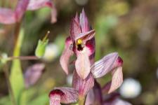Photo Srapias langue (Srapias  languette)