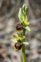Photo Ophrys petite araigne (Ophrys litigieux)