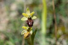 Photo Ophrys petite araigne (Ophrys litigieux)