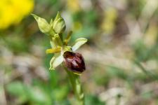 Ophrys virescens (Ophrys araneola) (Ophrys litigiosa)