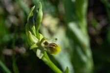 Photo Ophrys petite araigne (Ophrys litigieux)