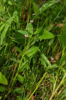 Photo Phyla  fleurs nodales (Verveine nodiflore)