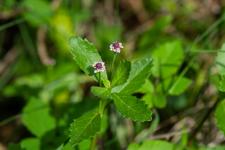 Photo Phyla  fleurs nodales (Verveine nodiflore)