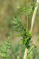 Photo Libanotis (Libanotis des montagnes) (Ssli libanotis)