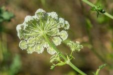 Photo Libanotis (Libanotis des montagnes) (Ssli libanotis)