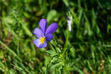 Photo Pense jaune (Pense des Vosges)
