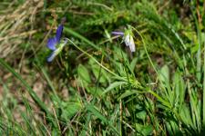 Photo Pense jaune (Pense des Vosges)