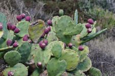 Photo Oponce (Opuntia stricta)