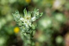 Filago pyramidata