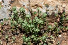 Photo Cotonnire spatule (Cotonnire pyramidale) (Cotonnire  feuilles spatules)