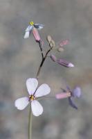 Photo Moricandie ftide