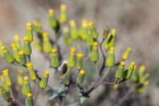 Photo Sneon jaune