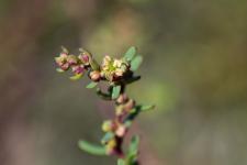 Photo Soude ligneuse (Suda fruticuleux) (Soude vraie)