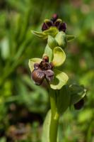 Photo Ophrys bombyx