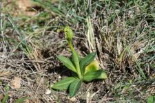 Photo Ophrys bombyx