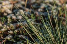 Photo Corynphore blanchtre (Canche des sables) (Corynphore argent)