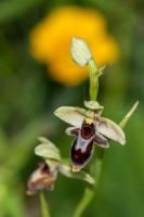 Photo Ophrys dAymonin x Ophrys bcasse (Hybride)