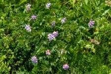 Photo Vesce orobe (Orobe des landes)