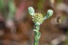 Photo Cotonnire commune (Immortelle dAllemagne) (Cotonnire dAllemagne)