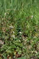 Photo Saxifrage granule (Saxifrage  bulbilles)