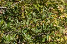 Photo Poirier  feuilles damandier