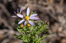 Photo Aster cre (Aster  feuilles dorpin)