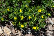 Ononis minutissima