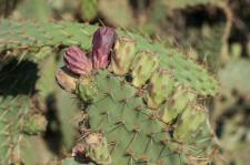 Photo Oponce dEngelmann (Cactus  raquettes)