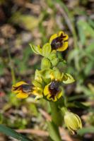 Photo Ophrys de Sicile