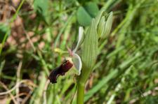 Photo Ophrys  deux losanges