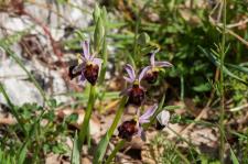 Photo Ophrys  deux losanges