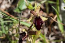 Photo Ophrys du promontoire du Gargana