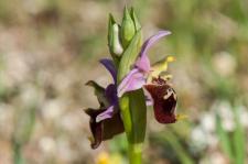 Photo Ophrys des Pouilles