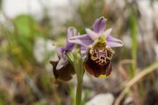 Photo Ophrys des Pouilles