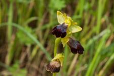 Photo Ophrys de Lojacono