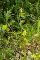 Photo Ophrys de Lojacono