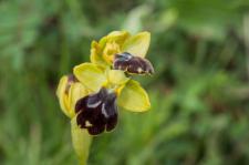 Photo Ophrys de Lojacono
