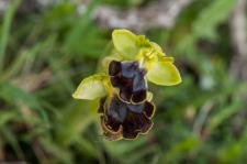 Photo Ophrys de Lojacono