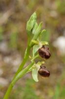 Photo Ophrys (classica = de la flotte navale) (allusion  la proximit de la mer)