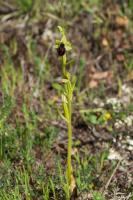 Photo Ophrys de Tarente