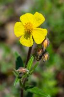 Photo Hlianthme commun (Hlianthme jaune)