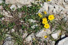 Photo Hlianthme commun (Hlianthme jaune)