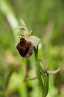 Photo Ophrys frelon