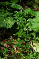 Photo Astrance de Carniole