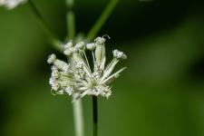 Photo Astrance de Carniole