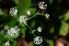Photo Astrance de Carniole