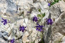 Photo Ancolie de Einsele