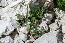 Photo Ancolie de Einsele