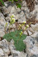 Photo Saxifrage bleutre